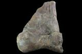 Tyrannosaurus Rex Astragalus (Ankle Bone) - Montana #97618-1
